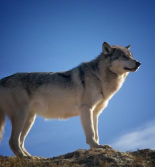 Danske dyr: En dybdegående undersøgelse af den unikke fauna i Danmark