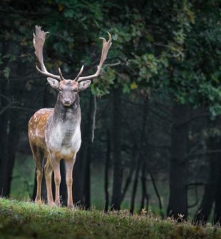 Mus dyr: En indgående analyse af naturens små kunstnere og deres udvikling gennem tiden