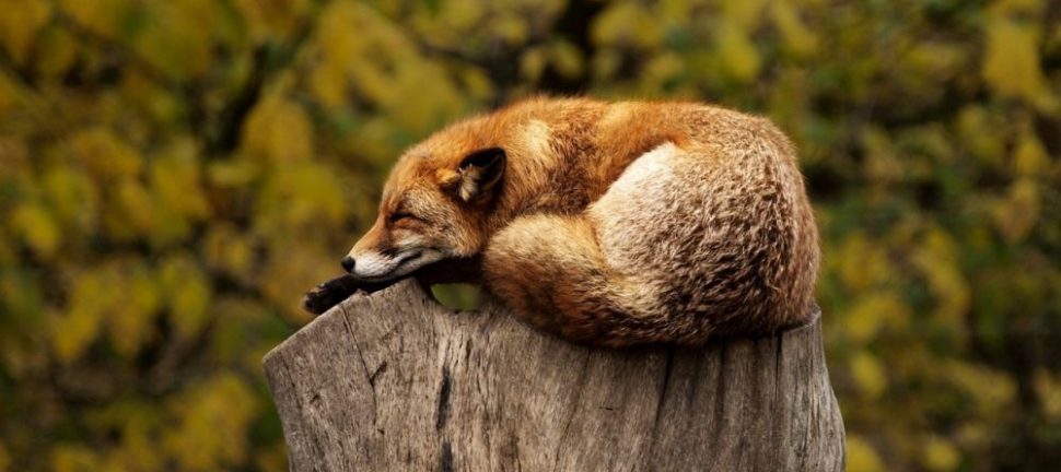 København Zoo Dyr: En Fascinerende Verden af Dyreoplevelser