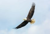 Dyr i Australien: Oplev den unikke fauna og historiske udvikling