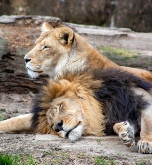 Pumaer: Majestætiske rovdyr i det vilde