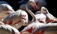 Dyr i Zoo: En Rejse gennem Tiden