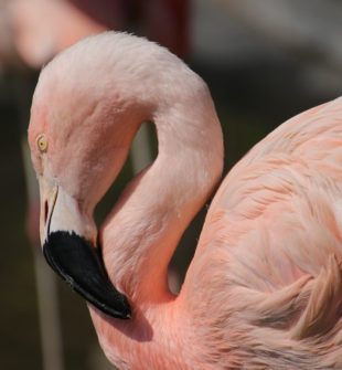 Afrikas dyr: En Skatkiste af Biodiversitet