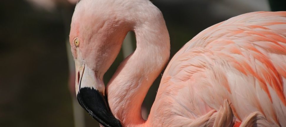 Afrikas dyr: En Skatkiste af Biodiversitet