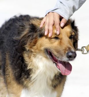 Hundetræning: En guide til at forstå og træne din hund