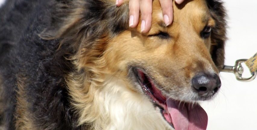 Hundetræning: En guide til at forstå og træne din hund