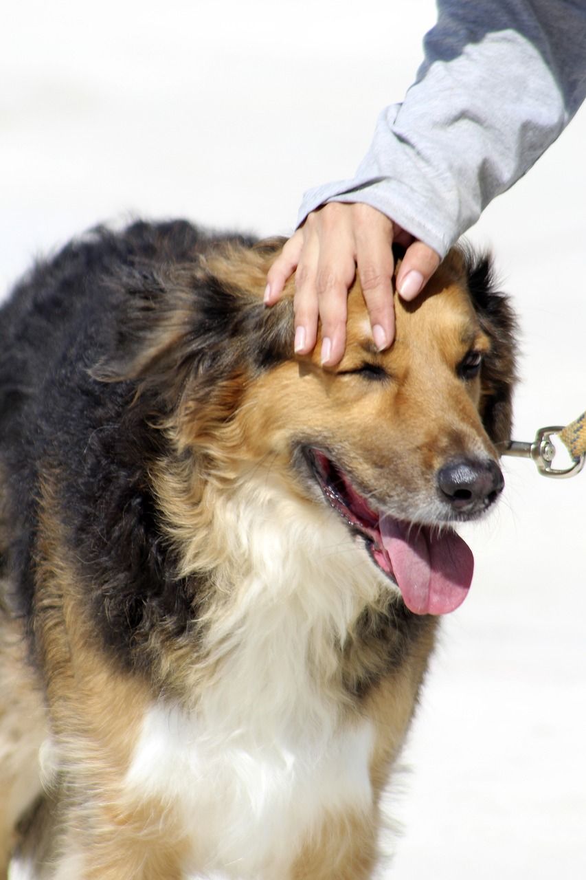 Hundetræning: En guide til at forstå og træne din hund