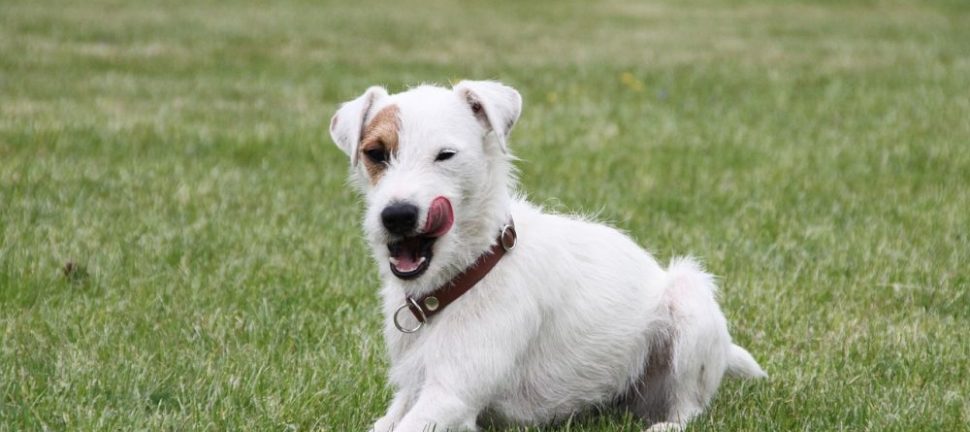 Bedste Hundefoder: Komplet Guide til en Sund Furry Ven