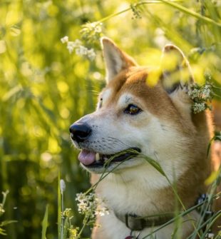 Dyreklinik i Slagelse: tryghed og faglighed for dig og dit kæledyr